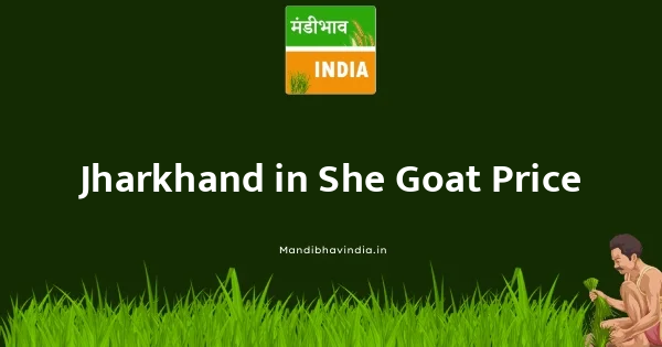 She Goat भाव
